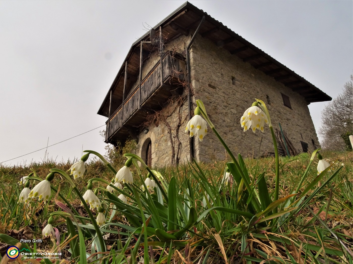 27 Campanelle (Leucjum vernum).JPG